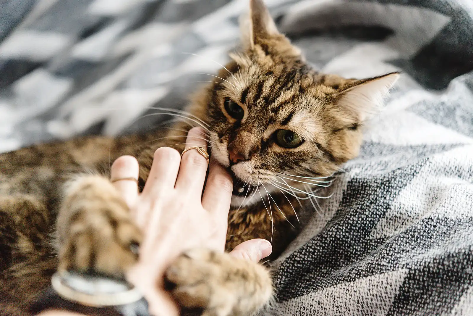 The Correct Way To Stop Your Cat’s Bad Behaviors